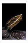 Agkistrodon bilineatus (mexican moccasin) by Anonymous