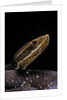 Agkistrodon bilineatus (mexican moccasin) by Anonymous