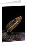 Agkistrodon bilineatus (mexican moccasin) by Anonymous