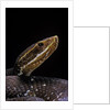 Agkistrodon bilineatus (mexican moccasin) by Anonymous