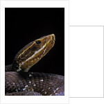 Agkistrodon bilineatus (mexican moccasin) by Anonymous
