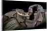 Agkistrodon contortrix (copperhead) by Anonymous