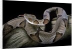 Agkistrodon contortrix (copperhead) by Anonymous