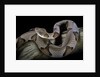Agkistrodon contortrix (copperhead) by Anonymous
