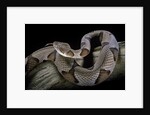 Agkistrodon contortrix (copperhead) by Anonymous