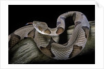 Agkistrodon contortrix (copperhead) by Anonymous