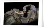 Agkistrodon contortrix (copperhead) by Anonymous