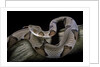 Agkistrodon contortrix (copperhead) by Anonymous