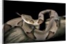 Agkistrodon contortrix (copperhead) by Anonymous