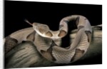 Agkistrodon contortrix (copperhead) by Anonymous