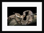 Agkistrodon contortrix (copperhead) by Anonymous