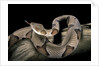 Agkistrodon contortrix (copperhead) by Anonymous