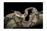Agkistrodon contortrix (copperhead) by Anonymous