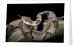 Agkistrodon contortrix (copperhead) by Anonymous