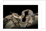 Agkistrodon contortrix (copperhead) by Anonymous