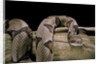 Agkistrodon contortrix (copperhead) by Anonymous