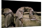Agkistrodon contortrix (copperhead) by Anonymous