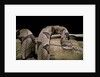 Agkistrodon contortrix (copperhead) by Anonymous