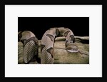 Agkistrodon contortrix (copperhead) by Anonymous