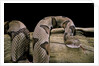 Agkistrodon contortrix (copperhead) by Anonymous