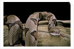 Agkistrodon contortrix (copperhead) by Anonymous