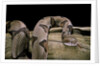 Agkistrodon contortrix (copperhead) by Anonymous
