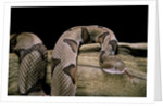 Agkistrodon contortrix (copperhead) by Anonymous