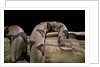 Agkistrodon contortrix (copperhead) by Anonymous