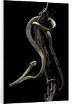 Aplopeltura boa (blunt-headed tree snake) by Anonymous