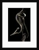 Aplopeltura boa (blunt-headed tree snake) by Anonymous