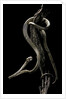 Aplopeltura boa (blunt-headed tree snake) by Anonymous