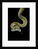 Apodora papuana (papuan python) by Anonymous