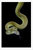 Apodora papuana (papuan python) by Anonymous