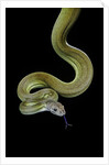 Apodora papuana (papuan python) by Corbis