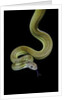 Apodora papuana (papuan python) by Corbis