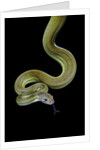 Apodora papuana (papuan python) by Anonymous