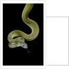 Apodora papuana (papuan python) by Anonymous