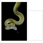 Apodora papuana (papuan python) by Anonymous