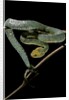 Atheris chlorechis (bush viper) by Anonymous