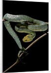 Atheris chlorechis (bush viper) by Anonymous