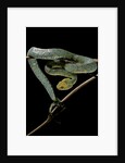 Atheris chlorechis (bush viper) by Anonymous