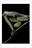 Atheris chlorechis (bush viper) by Anonymous
