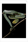Atheris chlorechis (bush viper) by Anonymous