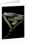 Atheris chlorechis (bush viper) by Anonymous