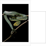 Atheris chlorechis (bush viper) by Anonymous