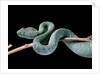 Atheris chlorechis (bush viper) by Anonymous