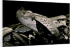 Bitis gabonica (Gaboon viper) by Anonymous