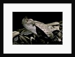Bitis gabonica (Gaboon viper) by Anonymous