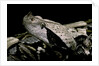 Bitis gabonica (Gaboon viper) by Anonymous
