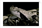 Bitis gabonica (Gaboon viper) by Anonymous